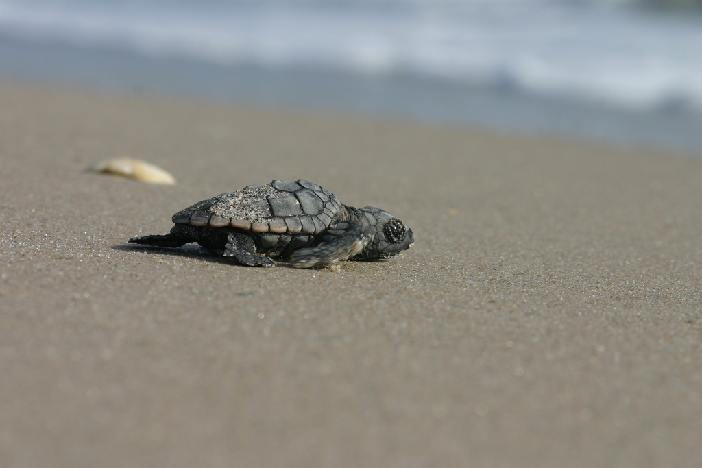 Jensen Beach Sea Turtle