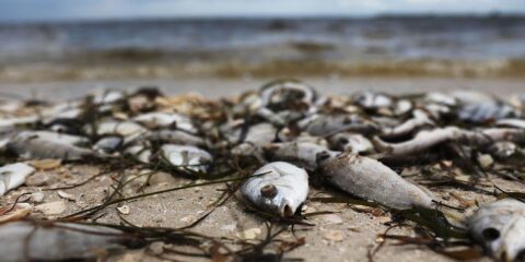 Dead fish as a result of Florida's Red Tide.